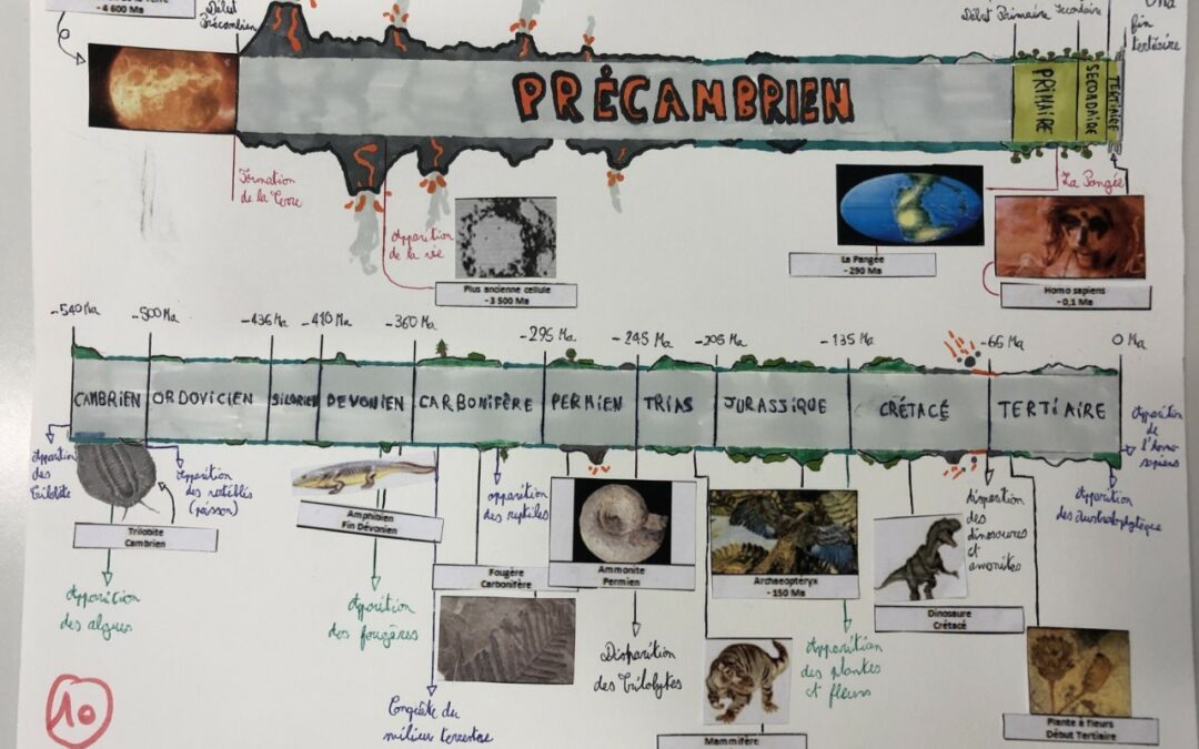 L’histoire de la vie sur terre : concours de frises