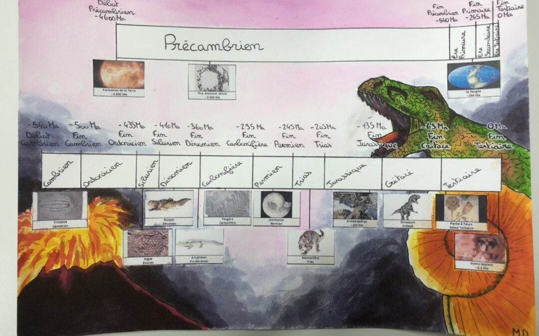 L’histoire de la vie sur Terre : concours de frises en 3e