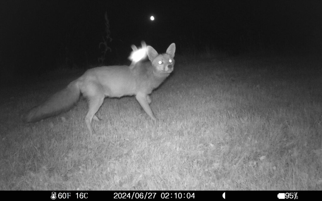 Un renard au collège Clemenceau ? Le club nature mène l’enquête !